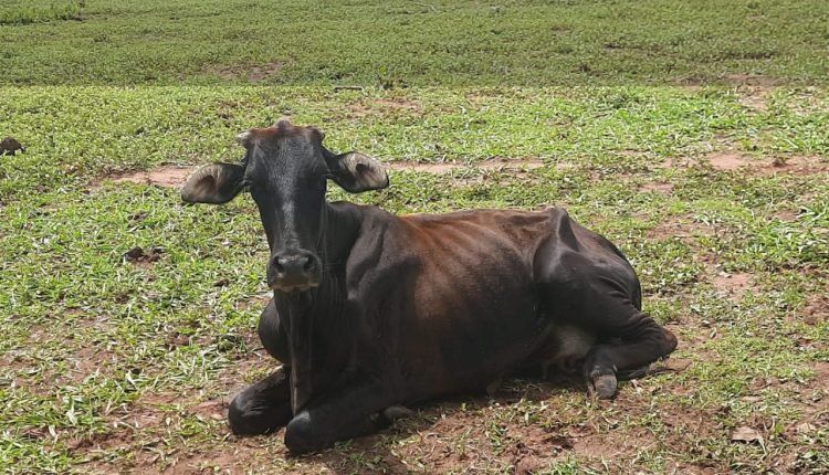 Pecuarista é multado em R$ 8 mil por deixar 14 animais morrerem de fome