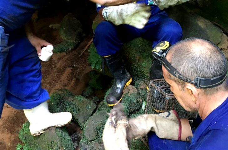 Técnicos da Iagro monitoram focos de raiva em bovinos na região de Cassilândia