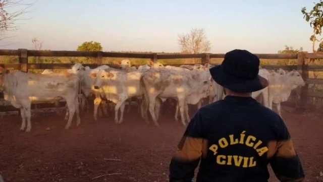 Acusado de viajar mais de 100 km para furtar 30 novilhas prenhas é preso