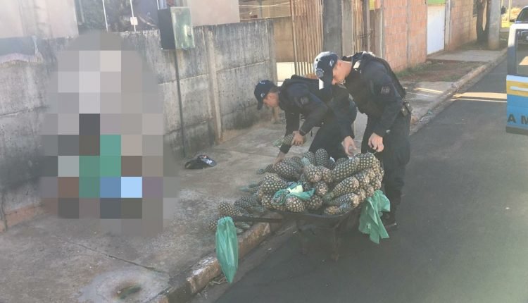 Vendedor é preso com maconha ‘disfarçada’ entre abacaxis em cidade de MS