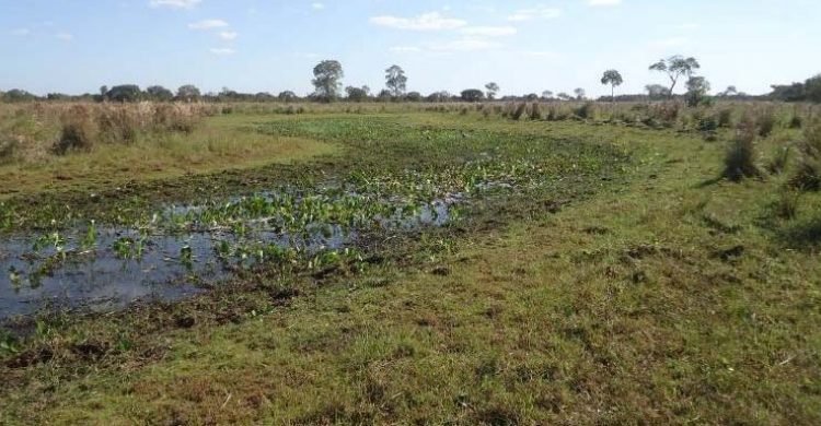 MP tenta impedir derrubada de 2,9 mil hectares do Pantanal para criação de gado