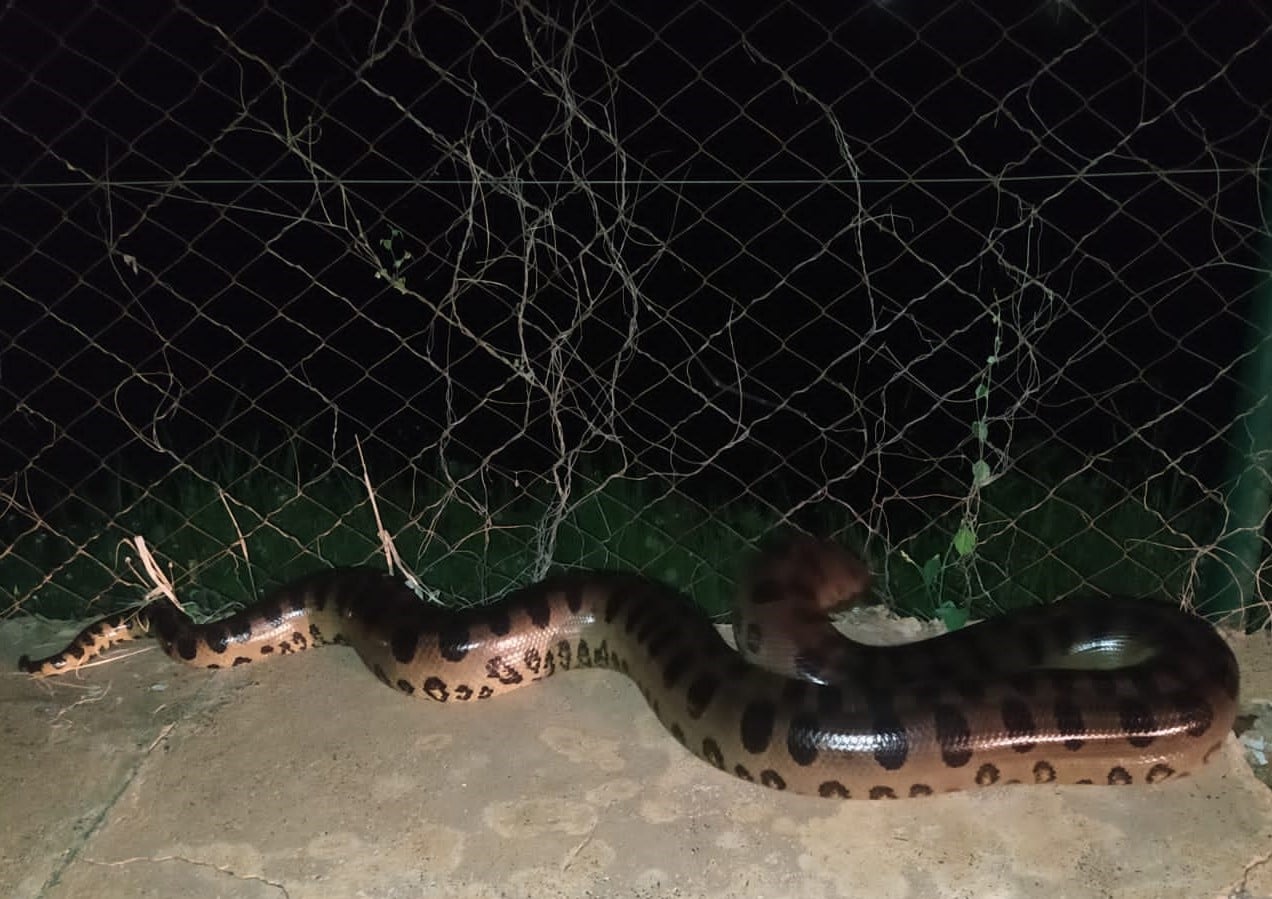 Cobra Sucuri encontrada no lago municipal de Itajá-GO