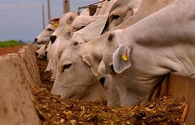 Moscas produzirão ração e fertilizantes