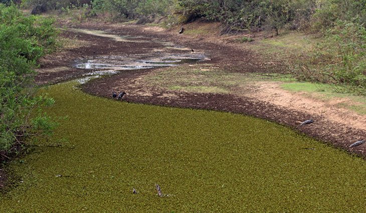 Baixo volume de chuvas em MS acende alerta e governo deve decretar Emergência Ambiental