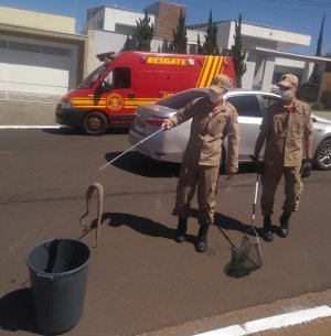 Bombeiros capturam jararaca no centro de Costa Rica