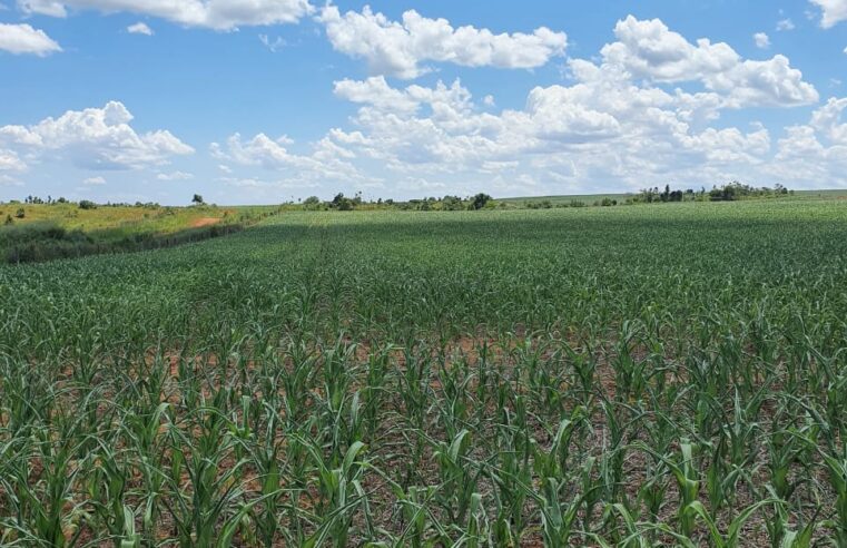 Milho: com seca, produtores relatam perdas de até 50% na área plantada em MT