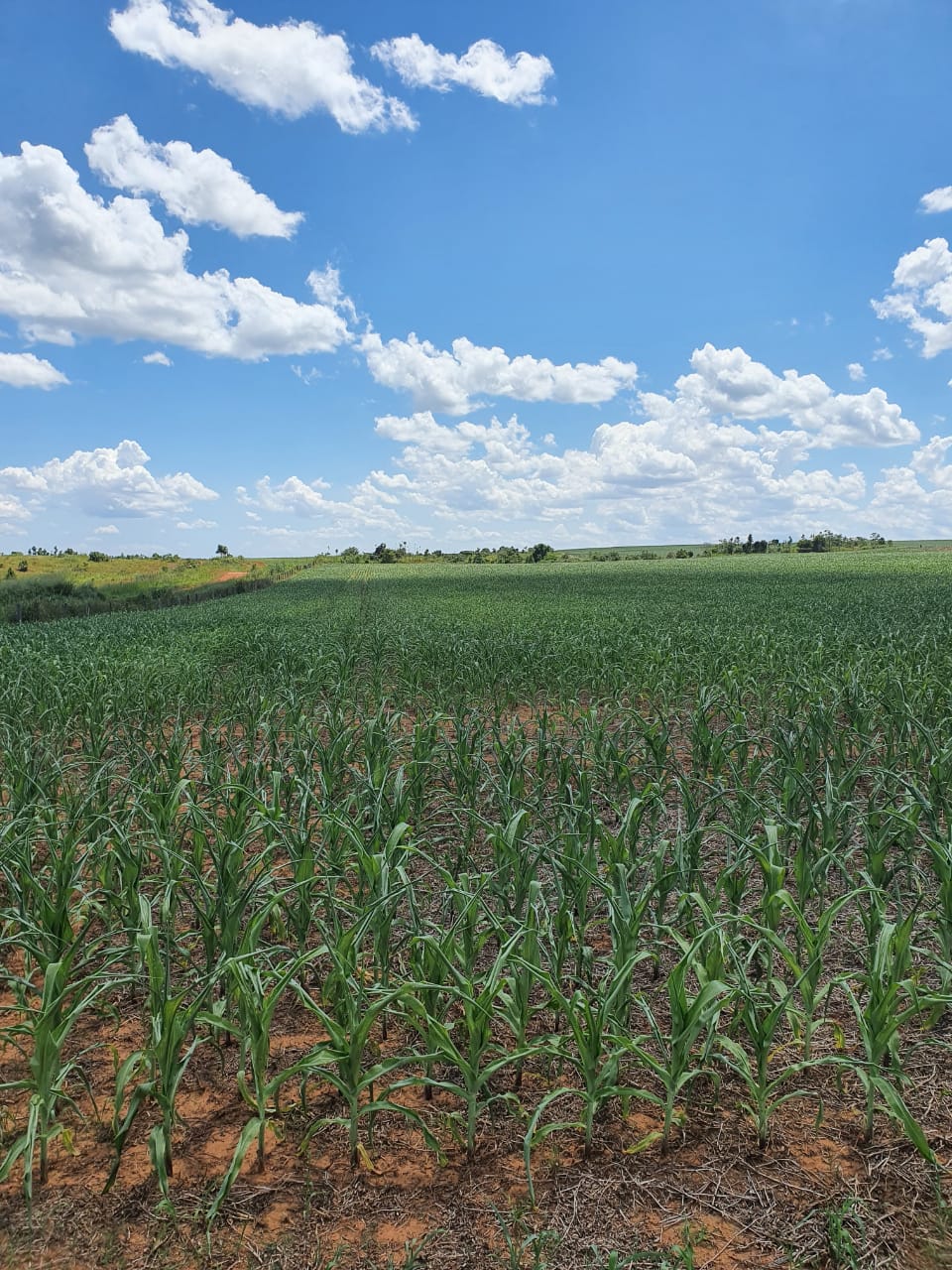 Milho: com seca, produtores relatam perdas de até 50% na área plantada em MT