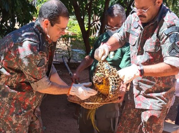 Idoso é multado em R$64 mil em Cassilândia por manter diversos animais silvestres mantidos ilegalmente em cativeiro