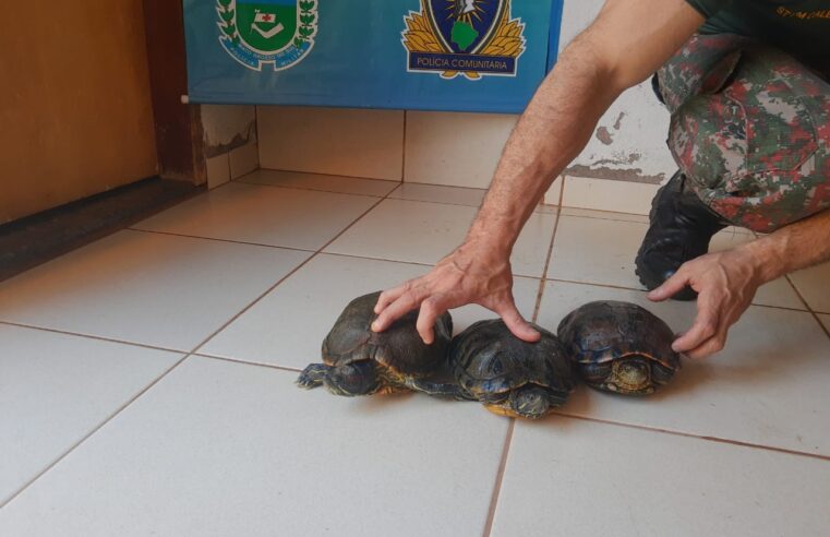 PMA de Cassilândia apreende mais três tigres d’água em chácara onde tinham sido apreendidos 29 animais silvestres e autua infrator em mais R$ 3 mil