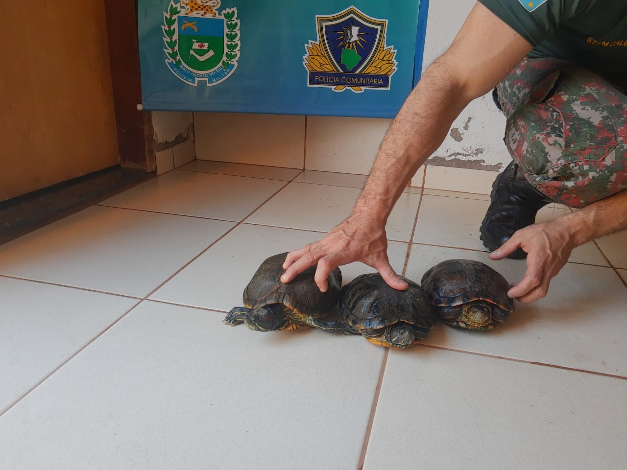 PMA de Cassilândia apreende mais três tigres d’água em chácara onde tinham sido apreendidos 29 animais silvestres e autua infrator em mais R$ 3 mil