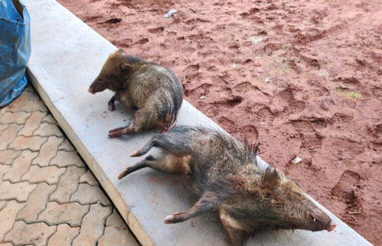 PMA de Cassilândia autua em R$ 2 mil dois caçadores detidos pela Polícia Militar Rodoviária com dois catetos abatidos, arma e munições