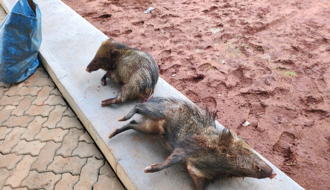 PMA de Cassilândia autua em R$ 2 mil dois caçadores detidos pela Polícia Militar Rodoviária com dois catetos abatidos, arma e munições