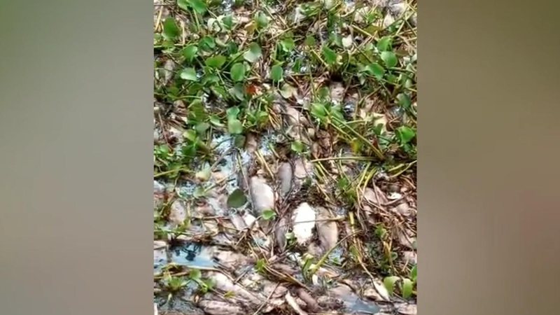 Morte em massa de peixes no Rio Paraná preocupa moradores e caso é investigado