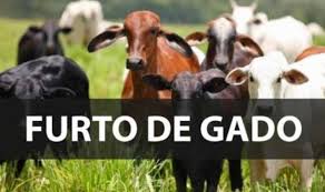 COD e Rural recuperam gado furtado em Quirinópolis, Goiás