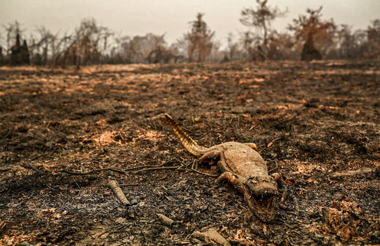 Queimadas mataram 17 milhões de animais vertebrados no Pantanal em 2020, aponta estudo