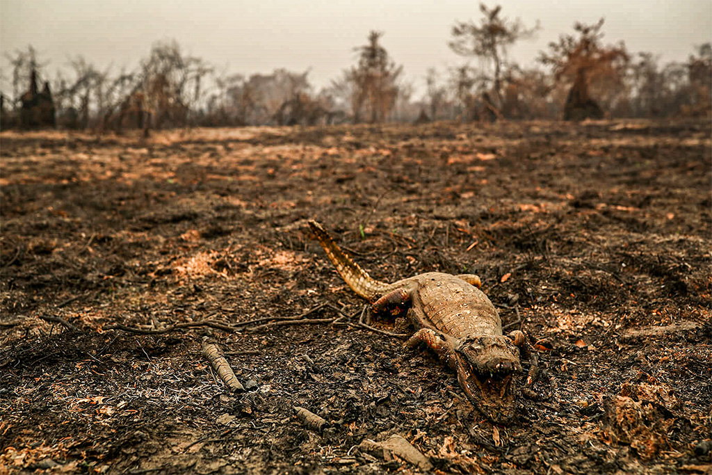 Queimadas mataram 17 milhões de animais vertebrados no Pantanal em 2020, aponta estudo