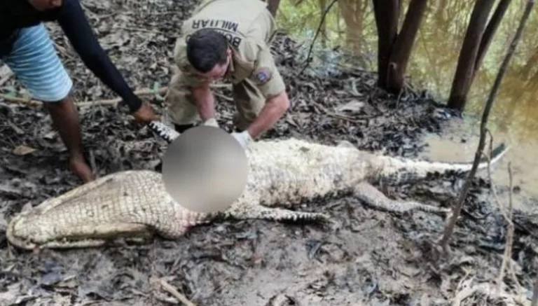 Corpo de pescador é encontrado dentro de jacaré