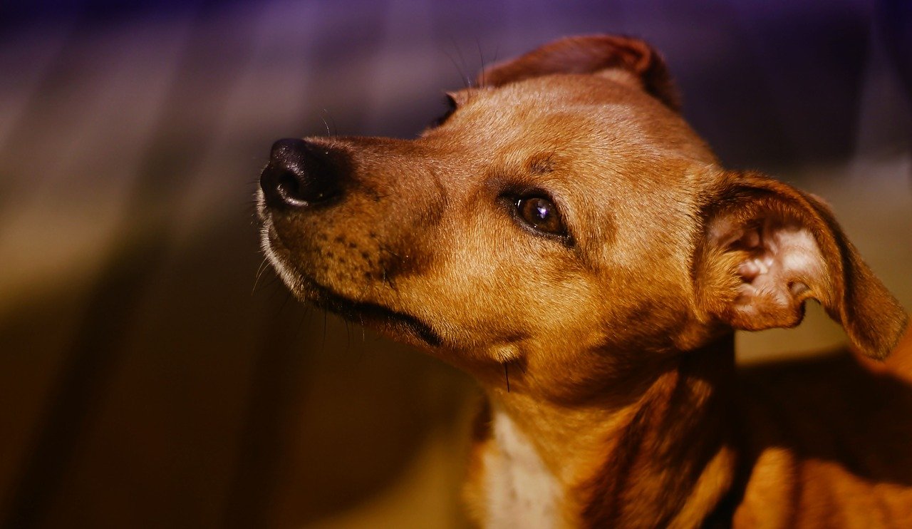 Projeto institui o Programa Bem-Estar Animal para tratamento de leishmaniose em Mato Grosso do Sul