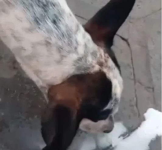 Polícia Militar Ambiental de Cassilândia prende e autua estudante em R$ 1 mil infrator que deu bebida alcoólica para cachorro até embriagá-lo e postou nas redes sociais