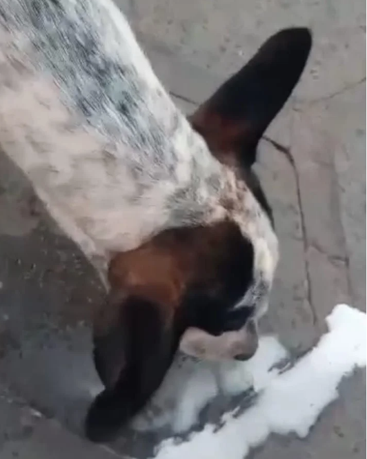 Polícia Militar Ambiental de Cassilândia prende e autua estudante em R$ 1 mil infrator que deu bebida alcoólica para cachorro até embriagá-lo e postou nas redes sociais