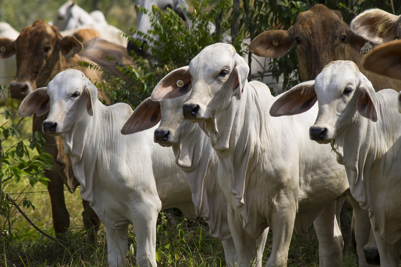 Indicadores Agronegócio: preço do boi gordo sofre alta nesta terça-feira (7)