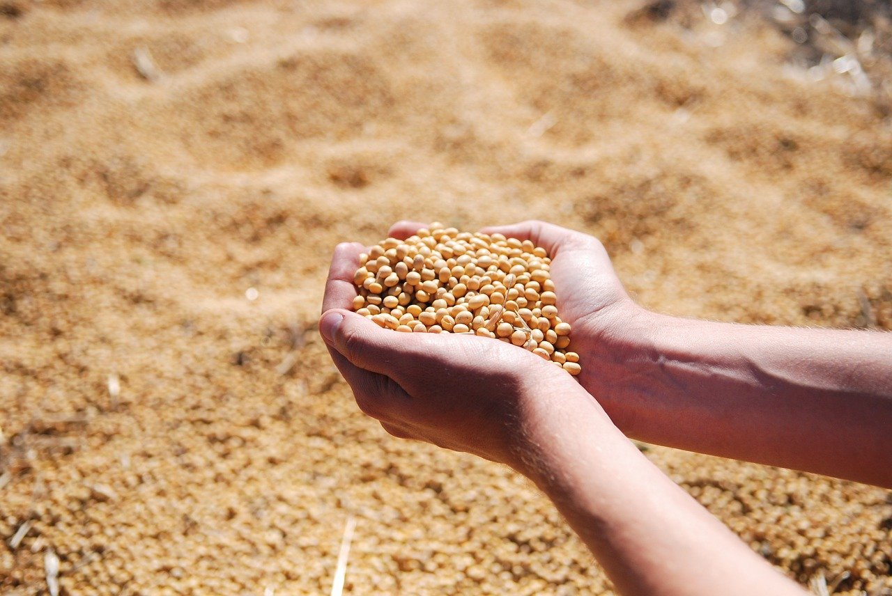 Valor da produção agropecuária de 2021 está estimado em R$ 1,113 trilhão