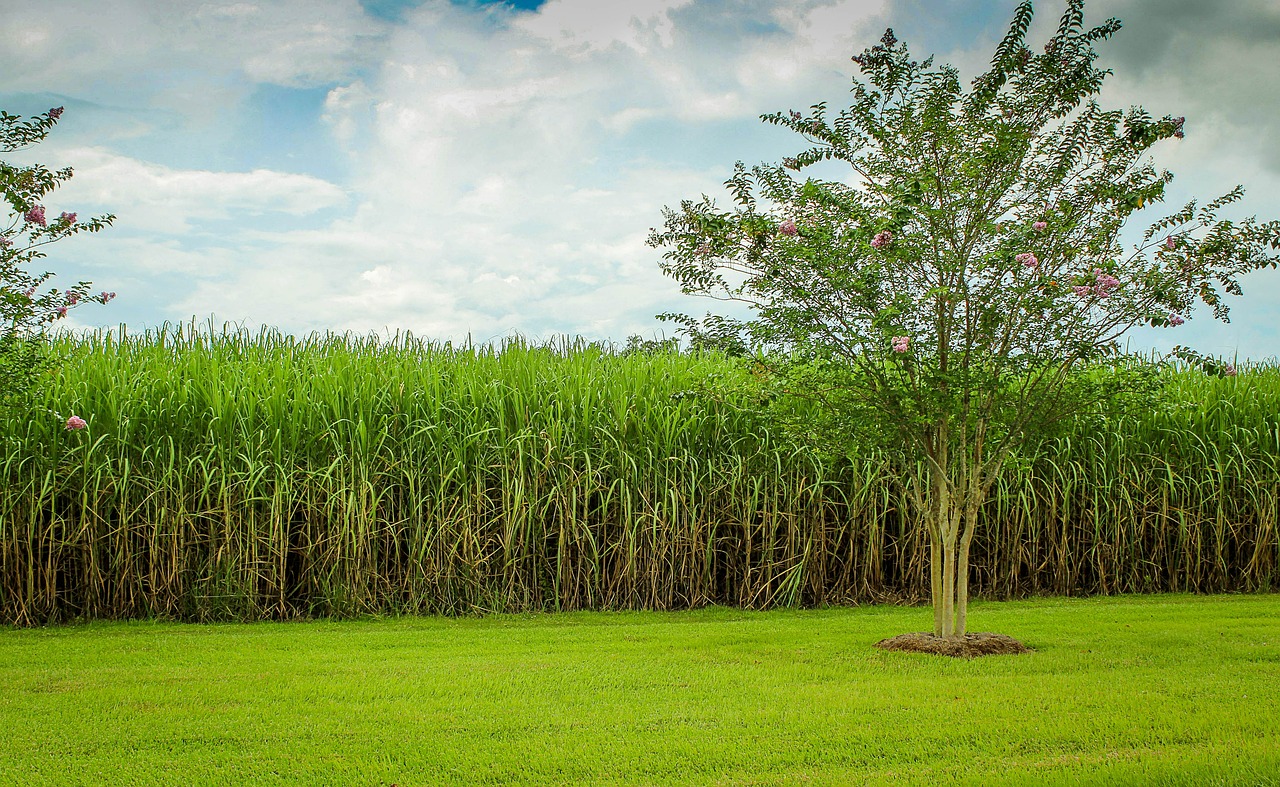 Indicadores Agronegócio: açúcar registra alta no preço nesta segunda-feira (13)