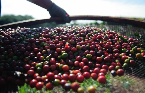 INDICADORES: preço do café registra queda nesta segunda-feira (14)