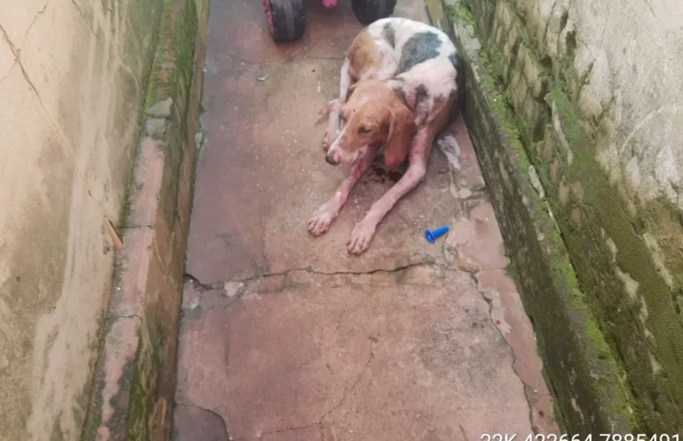 Polícia Militar Ambiental de Cassilândia autua infrator em R$ 2 mil por maus tratos ao deixar cachorros confinados juntos e um pitbull atacou e feriu outro cão