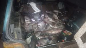 Polícia Militar prende homem por furtar cerca de cem quilos de peixes de fazenda especializada em piscicultura em Paranaíba