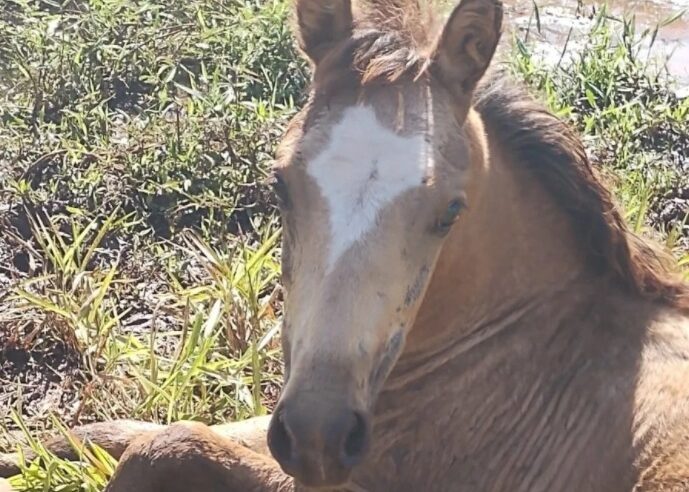 Polícia Militar Ambiental de Cassilândia autua infrator por maus tratos ao deixar cavalo com fratura exposta na pata sem atendimento e exposto a intempéries