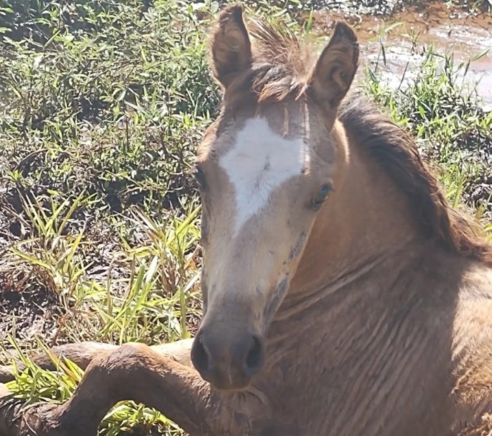 Polícia Militar Ambiental de Cassilândia autua infrator por maus tratos ao deixar cavalo com fratura exposta na pata sem atendimento e exposto a intempéries