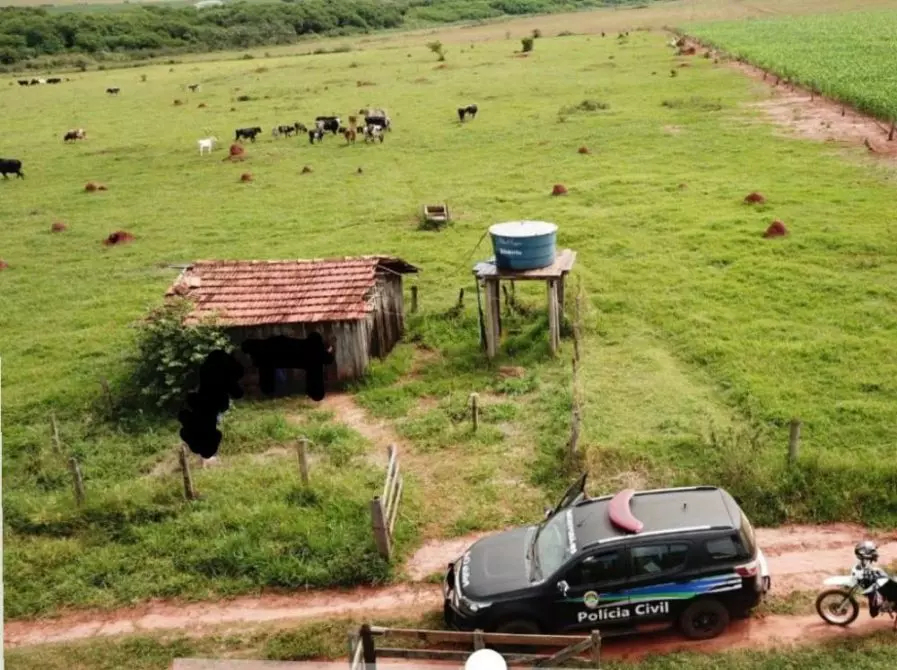 Gerente furta 15 cabeças de gado de fazenda vizinha em Mato Grosso do Sul