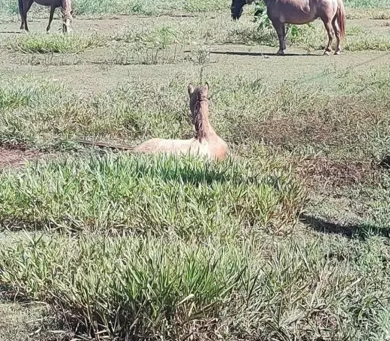 Homem é multado em R$ 500 por abandonar cavalo ferido em terreno baldio ‘para morrer’