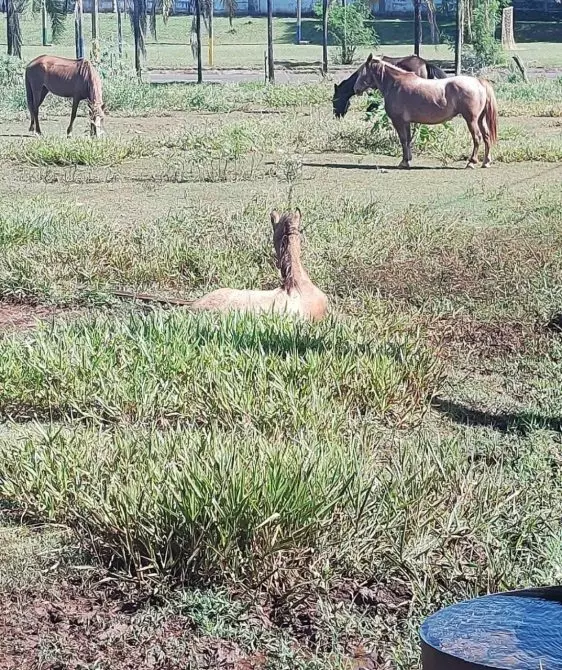 Homem é multado em R$ 500 por abandonar cavalo ferido em terreno baldio ‘para morrer’