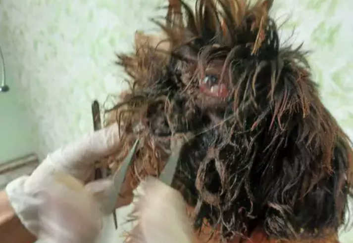 DONA de cão foi presa por maus tratos em Costa Rica. Animal estava sendo comido vivo por larvas