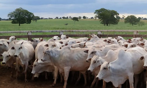 Eficiência na fiscalização agropecuária contribui para suspensão da vacinação contra febre aftosa em MS