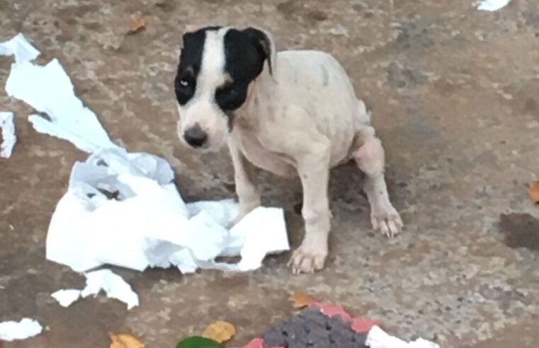 PMA de Cassilândia multa estudante em R$ 6 mil por abandono de seis cachorros