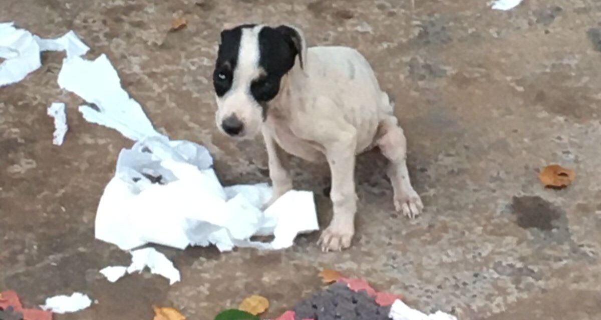 PMA de Cassilândia multa estudante em R$ 6 mil por abandono de seis cachorros