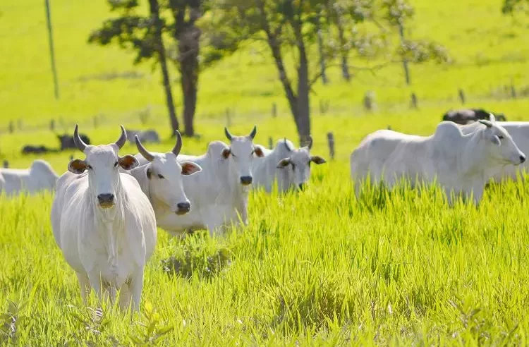 Pecuaristas de MS têm nova modalidade de leilão para compra de milho como ração