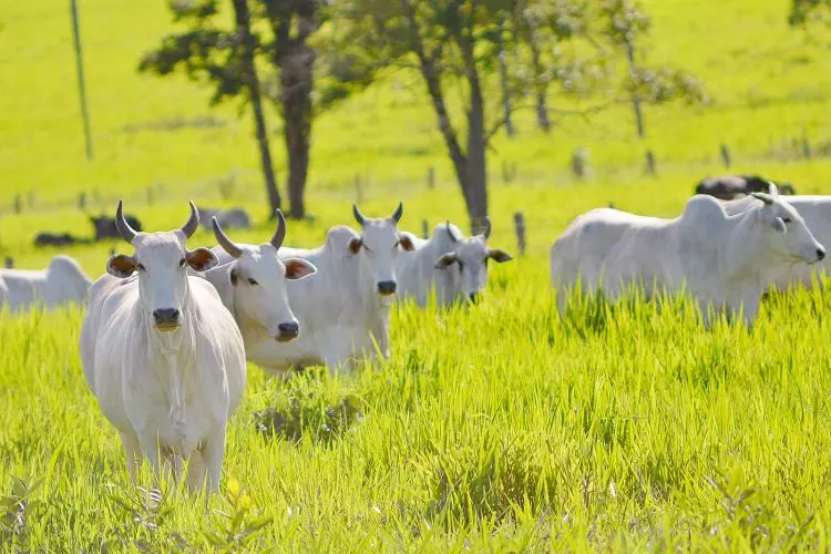 Pecuaristas de MS têm nova modalidade de leilão para compra de milho como ração