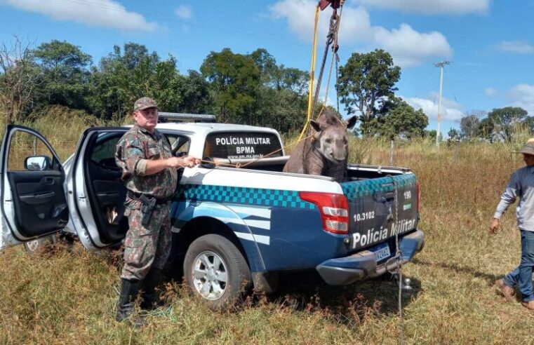 Ambiental usa guindaste para resgatar anta de 300 quilos atropelada em rodovia