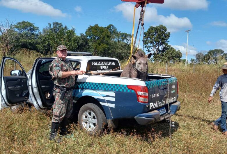 Ambiental usa guindaste para resgatar anta de 300 quilos atropelada em rodovia