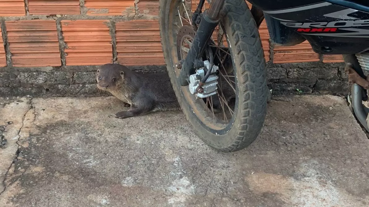 PMA resgata lontra encontra nas ruas de município de MS