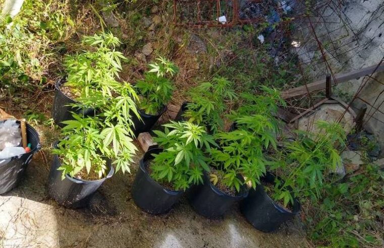 Homem que cultivava maconha no quintal de casa é preso pela PM em MS