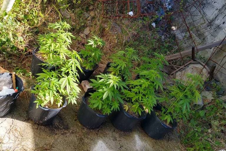 Homem que cultivava maconha no quintal de casa é preso pela PM em MS