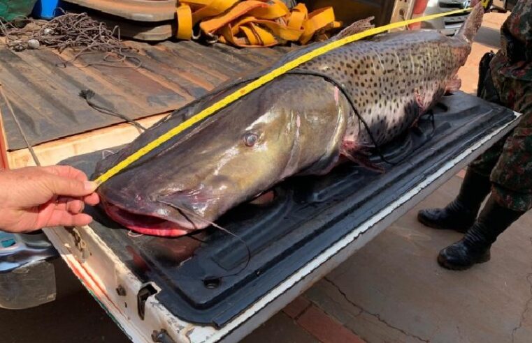 Ministério do Meio Ambiente inclui pintado em lista de peixes ameaçados de extinção