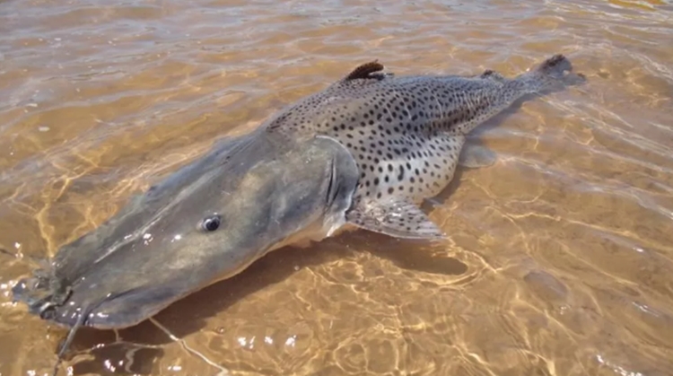 Pesca do pintado passa a ser proibida em todo o país a partir de setembro