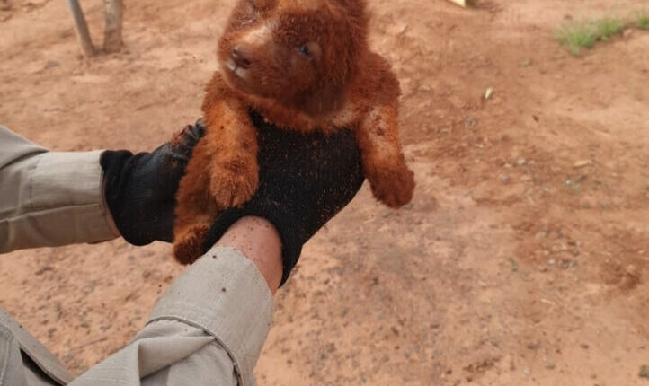Bombeiros de Chapadão do Sul resgatam filhote de cachorro que caiu em fossa de fazenda