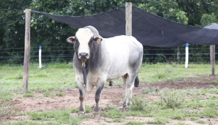 Touros de rodeio do Brasil são vendidos por R$ 1 milhão